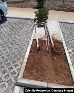 Oboreno mlado stablo na jednom od parkirališta u Podgorici