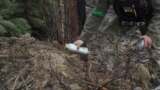 Zoomed picture_military sapper picks up unexploded parts of a cluster bomb in Ukraine