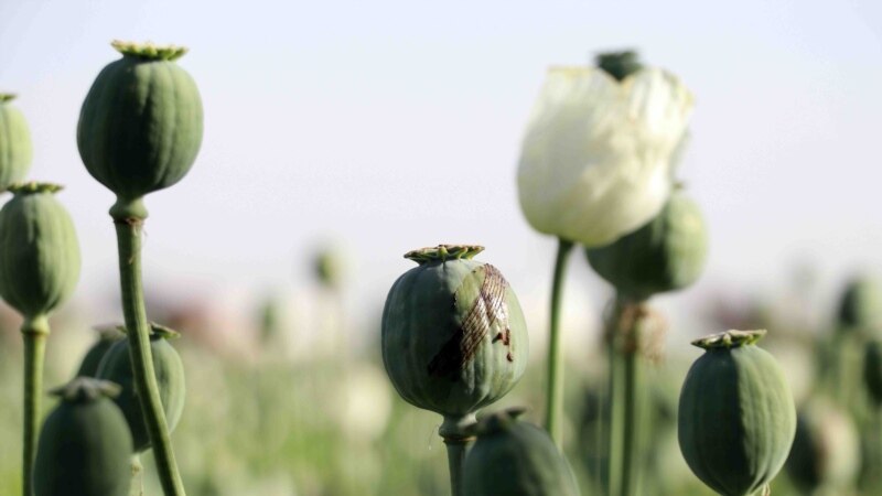 Mianmari tejkalon Afganistanin për prodhim të opiumit