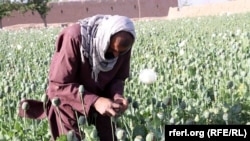 کشتزار کوکنار در یکی از ولایات جنوب افغانستان