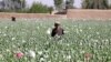 Афганские фермеры собирают опиумный мак, провинция Кандагар, Афганистан, 3 апреля 2022 г.