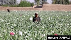 دهقانان زیادی در افغانستن علاقمند اند در صورتی که امکانات در اختیار شان قرار داده شود بجای کوکنار گندم کشت کنند