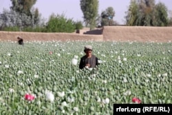 A poppy field in the southern Afghan province of Kandahar in April.