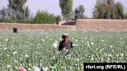 Афганские крестьяне собирают опиумный мак, провинция Кандагар, Афганистан, 3 апреля 2022 года 
