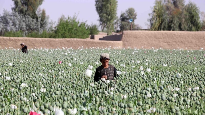 حکومت طالبان از جامعه جهانی میخواهد که در تهیه کشت بدیل کوکنار با آنان کمک کند