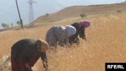 Кузатувчиларга кўра, тожик аёллари мамлакат ичкарисида ҳам, ташқарисида ҳам ўта оғир шароитда меҳнат қиладилар.