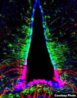 Клетки танициты, напоминающие стволовые, которые окружают гипоталамус, могут уже после рождения и во взрослом возрасте превращаться в нейроны гипоталамуса, регулирующие аппетит