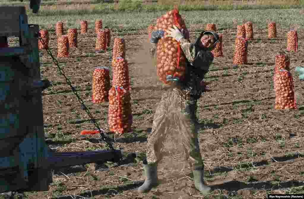 A migrant worker from Kyrgyzstan harvests potatoes in a private field in the Beryozov district of Russia's Krasnoyarsk region. (Reuters/Ilya Naymushin )