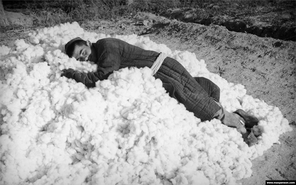 A picker flops himself onto a pile of freshly gathered cotton.