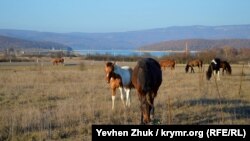 У дороги пасутся кони, жеребенок не отходит от лошади, у которой грива заплетена в косичку