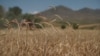 Armenia-Wheat, grain fields in Shirak marz, Armenia,agricultural season, tractor works,29July,2022