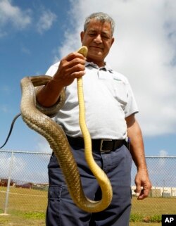Stručnjak za divlje životinje američkog Ministarstva poljoprivrede Tony Salas drži smeđu drvenu zmiju u vazduhoplovnoj bazi Andersen na ostrvu Guamu. Američka vlada planirala je da izbaci otrovne miševe iz helikoptera kako bi se smanjila ova invazivna vrsta koja je desetkovala domaću populaciju ptica. (foto: februar 2013.)