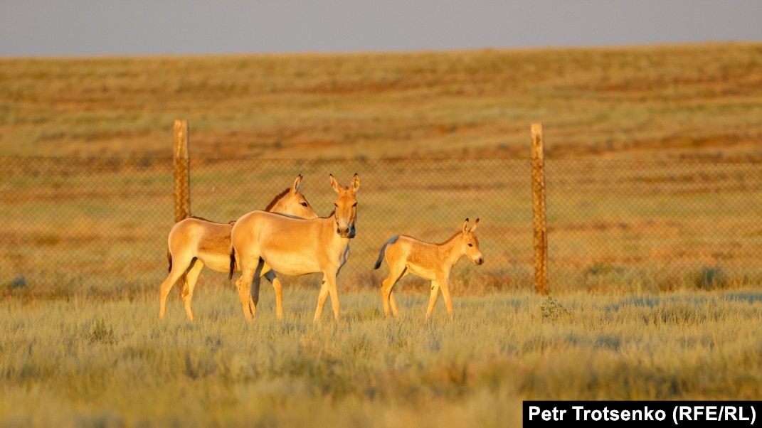 Менің ең жақын досымның анасының порно видеосы