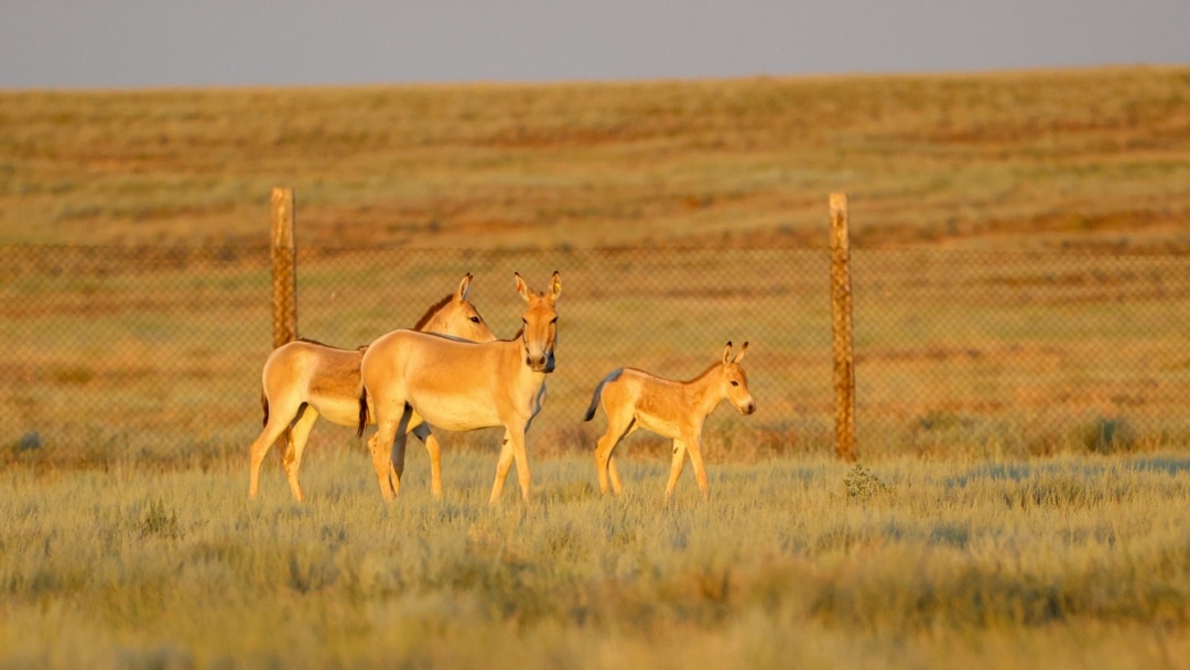 Толық әйелі әуесқой