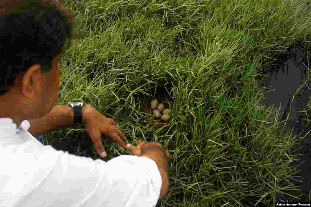 Lohar shows eggs laid by moorhen in July 2022. Whether to plant trees is not a simple question. The benefits are not always clear and significant investment is needed to nurture saplings into fully grown trees. &quot;What is missing from urban&nbsp;forestry is a holistic approach to the environment,&quot; said Usman Ashraf, a doctoral researcher in development studies at the University of Helsinki. He was not commenting specifically on the Karachi project, however. &quot;It&#39;s about visual success, the numbers, small patches here and there. It won&#39;t even make a dent on any of the environmental harm in these cities.&quot;