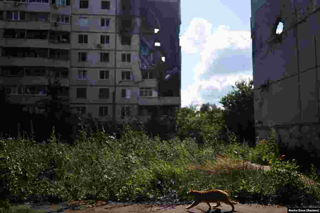 Saltivka, the part of Kharkiv she calls home, once had 500,000 residents, making it one of Europe&#39;s largest neighborhoods. As a result of the heavy bombardment, it is now a ghost town, with burned-out buildings and few residents remaining.