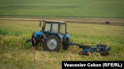 Fermierii distrug porumbul afectat de secetă și se pregătesc de un nou sezon agricol, satul Ucrainca, Căușeni