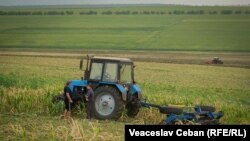 Fermierii distrug porumbul afectat de secetă și se pregătesc de un nou sezon agricol, satul Ucrainca, Căușeni. August 2022