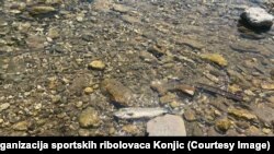 Mrtva riba u Neretvi, 22. jula 2022. 