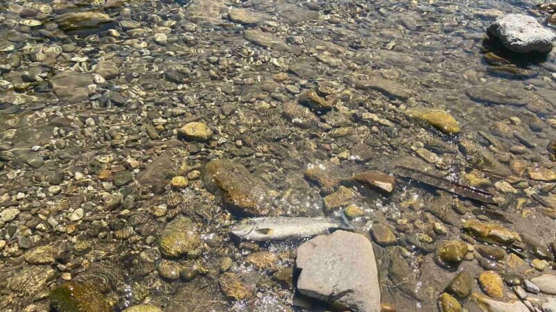 U Neretvi, na jugu BiH, uočena veća količina mrtvih riba