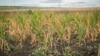Un lan de porumb din raionul Basarabeasca, sudul R. Moldova, afectat de secetă, august, 2022