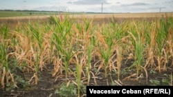 Un lan de porumb din raionul Basarabeasca, sudul R. Moldova, afectat de secetă, august, 2022