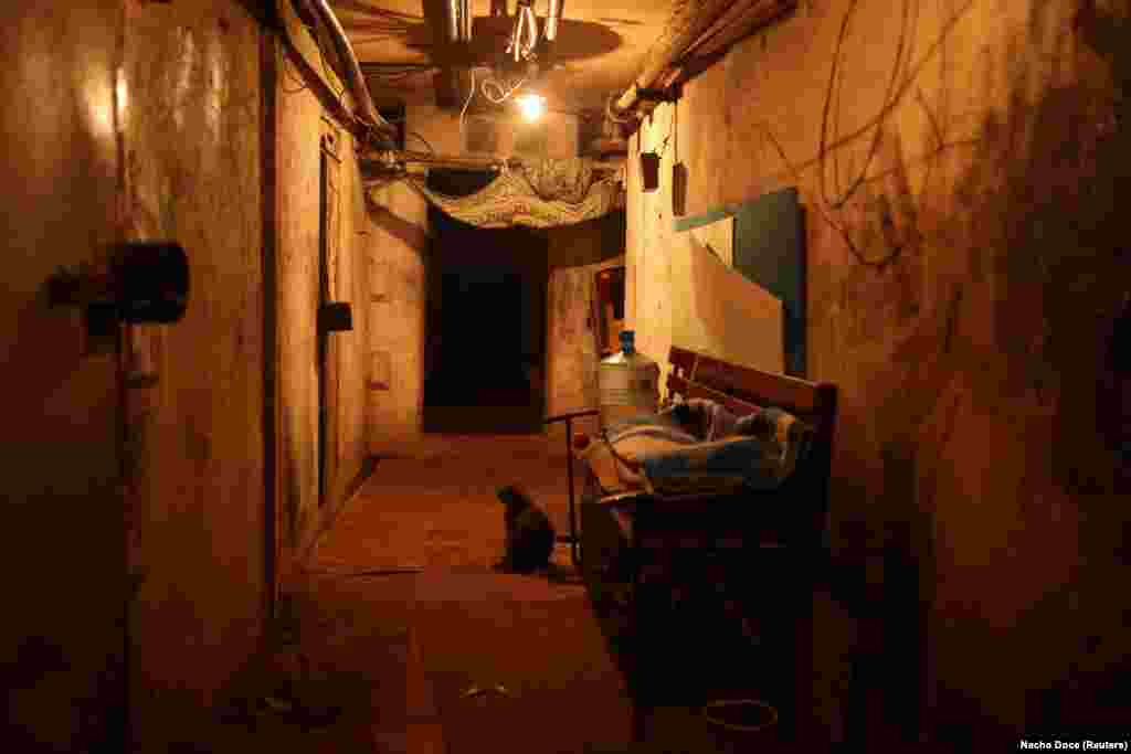 A cat awaits Pasternak&#39;s arrival in the basement of the building where they live. The cats rely on her but she says they also provide her with company.