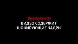 В Туркменабаде очередное массовое убийство собак