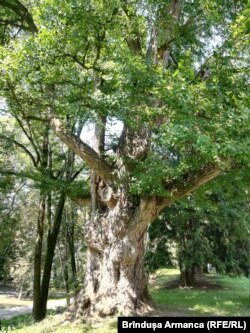 Gynko Biloba secular în parcul Castelului Teleki din Gornești.