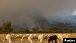 Овцы пасутся на фоне лесного пожара в Испании, июль 2022 года