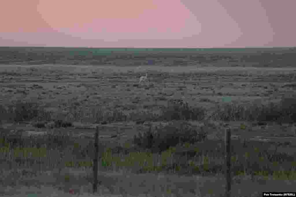 A male kulan occasionally jumps the fence of the corral and wanders alone on the steppe.&nbsp; Salemgareev says kulans use strength in numbers to guard against predators. &quot;What we have seen is that when a wolf comes close to the corral, kulans bunch together and stare the predator down. The risk for the predator is too high when there&#39;s one wolf facing four kulans,&quot; the scientist says.&nbsp;