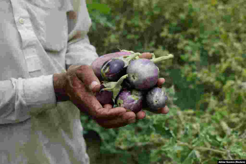 Hussain shows off aubergines that grew on land that was formerly an illegal landfill.