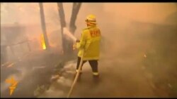 В Австралії палають лісові пожежі