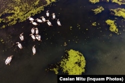 În Delta Dunării sunt peste 350 de specii de păsări, o treime fiind păsări migratoare (egreta mare, rața rosie, lebada, cormoranul mare, rața salbatică, pelicanul). În România pot fi vânate 40 de specii de păsări.