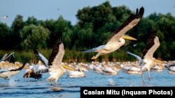 Pelicanii din Delta Dunării sosesc în România în martie-mai și pleacă în septembrie-octombrie. Imagine de pe lacul Furtuna, în zona centrală din Delta Dunării, județul Tulcea, 26 august 2021. 
