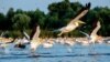 Romania, Danube Delta, pelicans