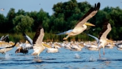 Romania, Danube Delta, pelicans