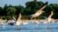 Romania, Danube Delta, pelicans
