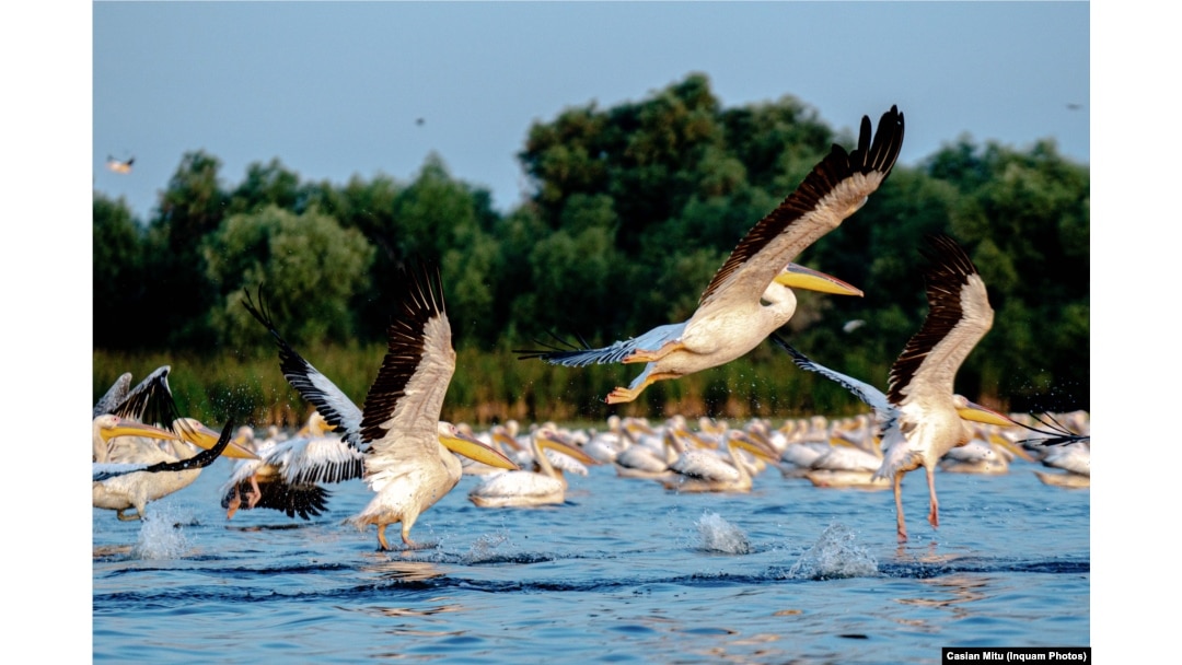 Pelicani în Delta Dunării, monument natural de floră și faună.