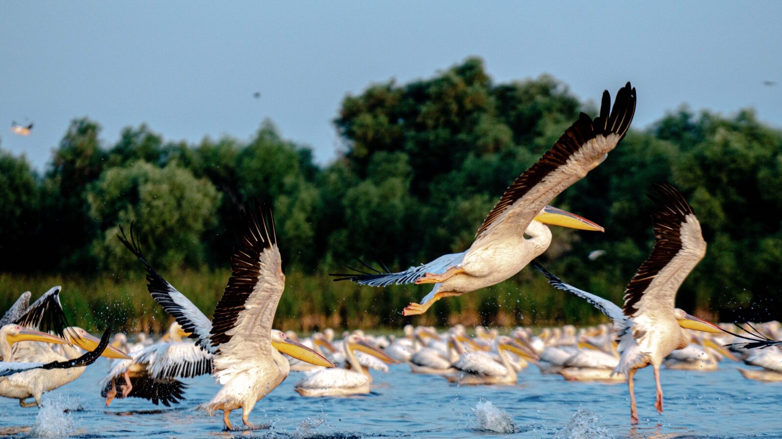 Delta Dunării ar putea reprezenta o destinație turistică unică pentru străinii care ar dori să viziteze România, dar ea este foarte puțin promovată. 