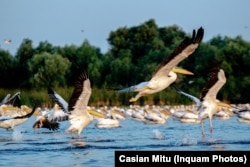 Pelicani pe lacul Furtuna, in zona centrala din Delta Dunarii, judetul Tulcea, 26 august 2021. Inquam Photos / Casian Mitu
