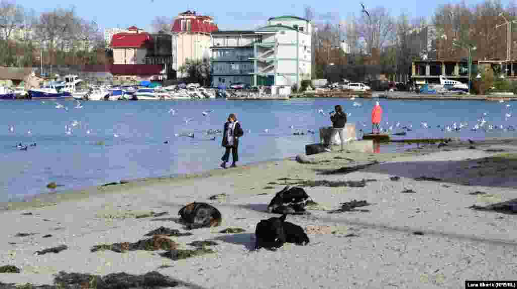 Уличные собаки отдыхают на песке. Эти животные чипированы и привиты