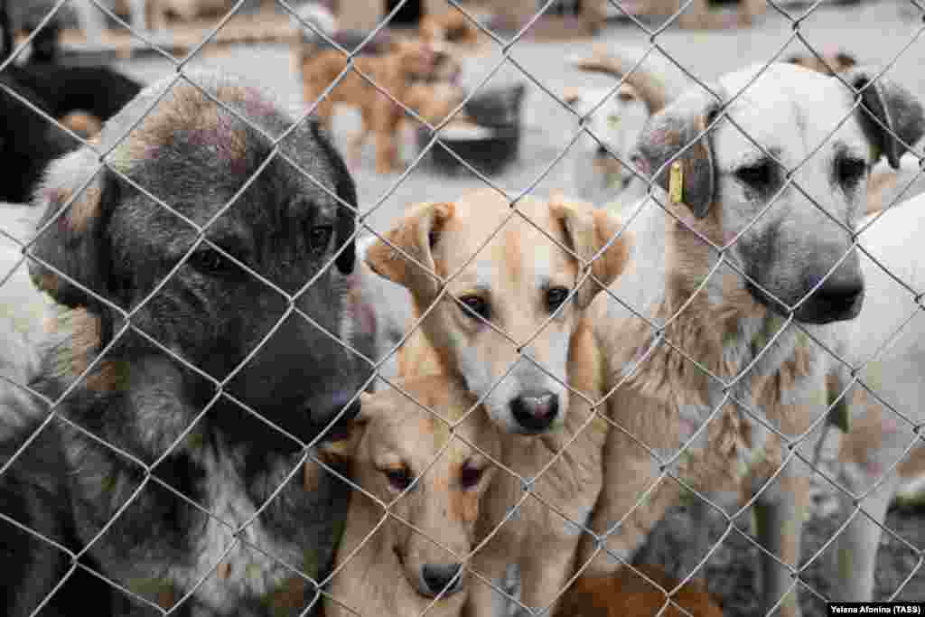 Dogs congregate in an enclosure at the Hachiko animal shelter in Grozny, Chechnya.&nbsp;