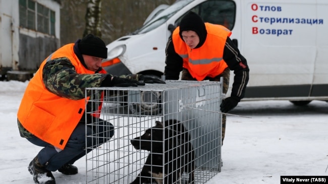 Отлов бездомных собак в Калининграде