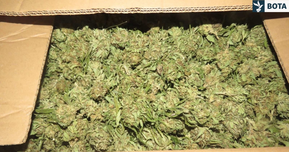 Kontrabandë nën petkun e mjekësisë  Lojëra në biznesin e kanabisit