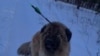 Улан-Удэ: зоозащитники спасли собаку со стрелой в голове