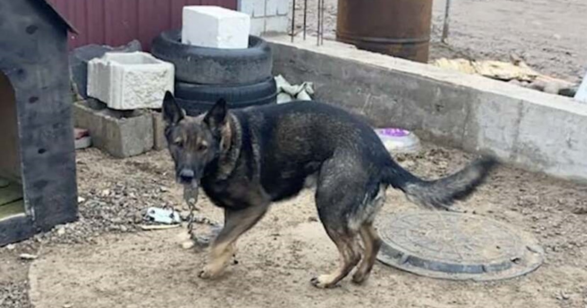 Аукционға арналған BDSM құлдары