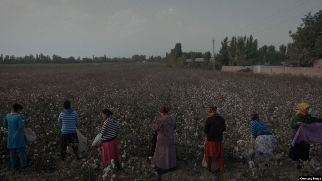Cotton 100% асли ўзбекистонлик режиссёр Михаил Бородиннинг ҳужжатли кинодаги биринчи иши. 