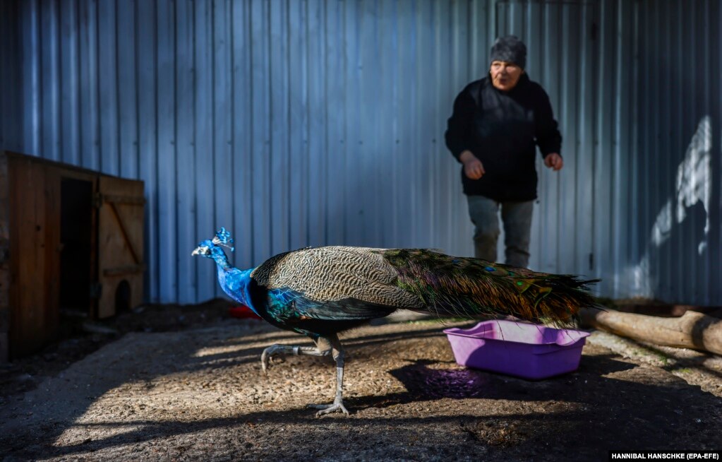 Një grua ushqen një fazan në kopshtin zoologjik në Mykolayiv në Ukrainën lindore. Nëntë raketa goditën zonën e kopshtit zoologjik në fillim të luftës. Tani kopshti zoologjik është i hapur vetëm gjatë fundjavave.
