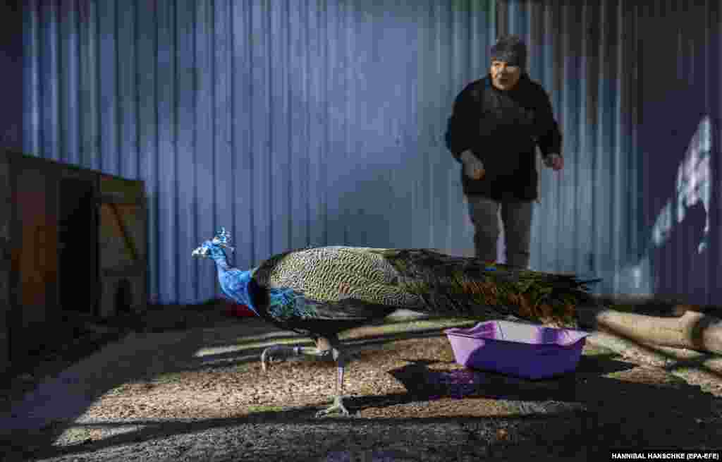 A woman feeds a peacock at the zoo in Mykolayiv in eastern Ukraine. Nine rockets hit the area of the zoo at the beginning of the war. Now the zoo is only open on weekends.